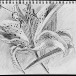 Daylily, graphite on archival paper, 11 x 14 inches