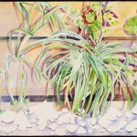 Spider Plants, watercolor on Arches paper, 26 x 40 inches